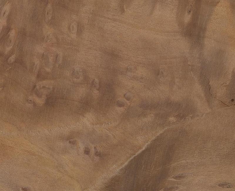 פורניר שורש מדרונה, עץ מדרונה